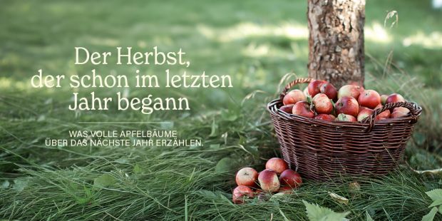 Titelbild: Der Herbst, der schon im letzten Jahr begann - Was volle Apfelbäume über das nächste Jahr erzählen.